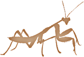 mantis
