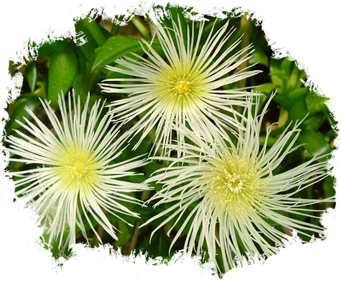 Sceletium brush