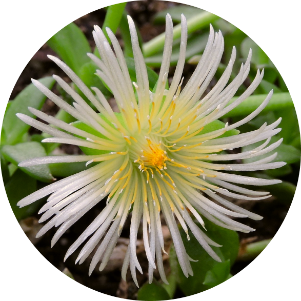 Sceletium
